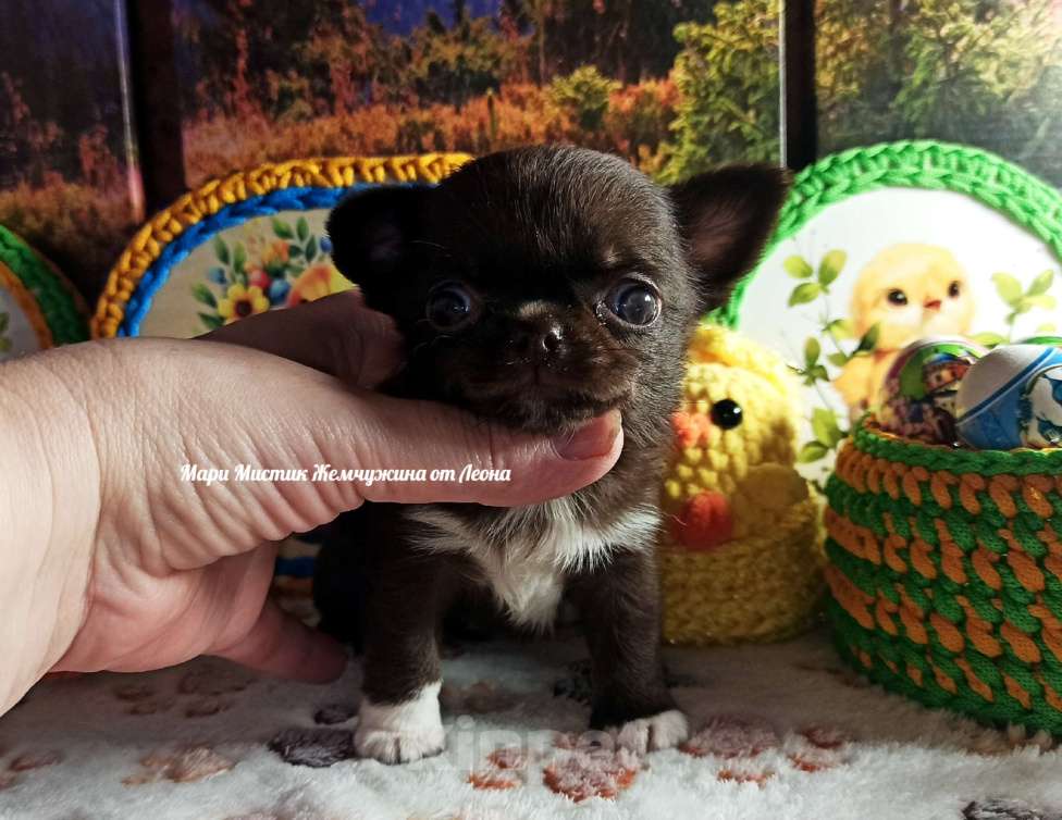 Собаки в Санкт-Петербурге: Жемчужина от Леона чихуахуа шоколадного окраса Девочка, 100 000 руб. - фото 1