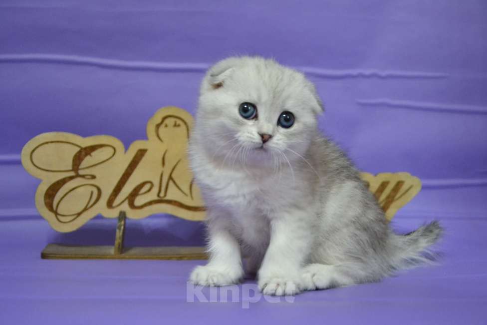 Кошки в Москве: Фолдочка серебристая Девочка, 65 000 руб. - фото 4