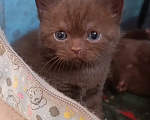 Кошки в Санкт-Петербурге: Сладкий шоколадный британский котенок Мальчик, 80 000 руб. - фото 4