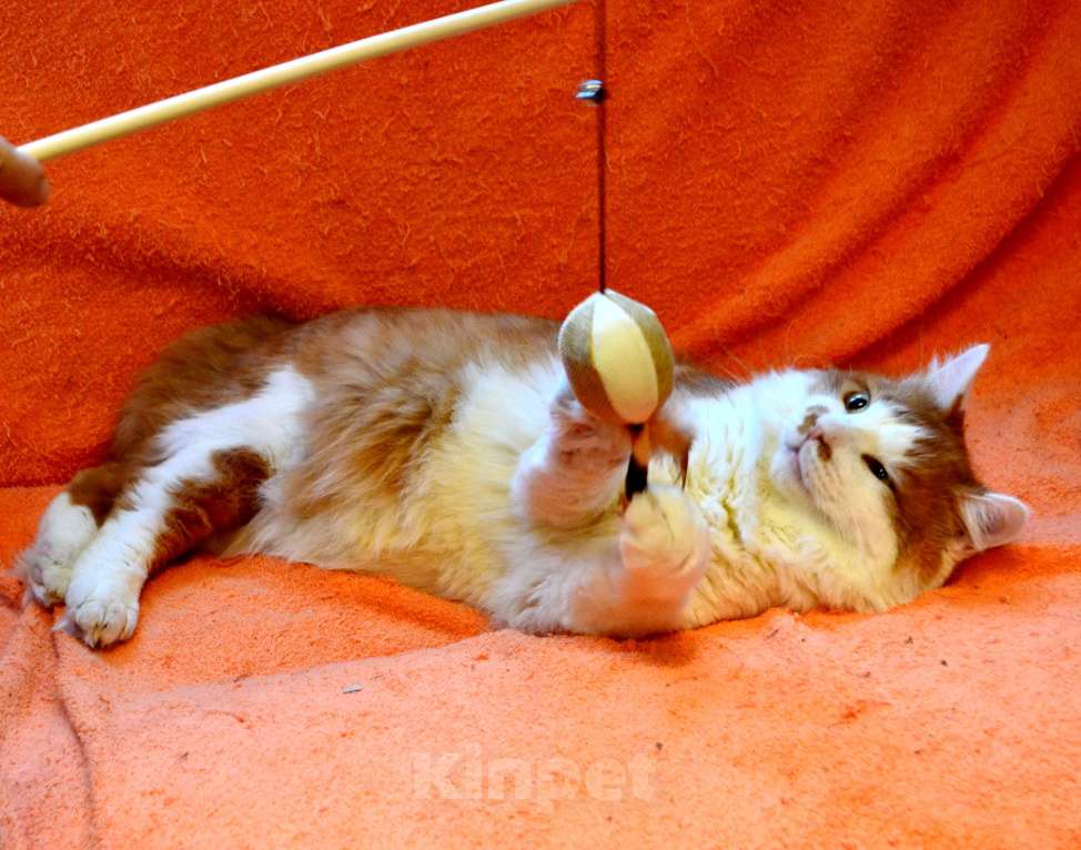 Кошки в Санкт-Петербурге: Большой роскошный ласковый котяра-лев Мальчик, Бесплатно - фото 2