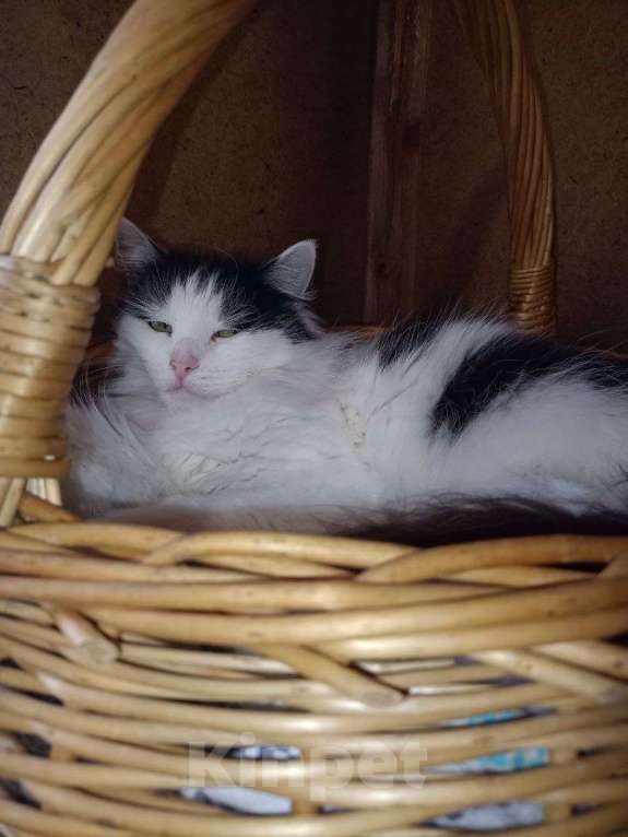 Кошки в Воскресенске: Ариша ищет дом! Девочка, Бесплатно - фото 2