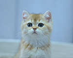 Кошки в Москве: Британская Золотая Шиншилла  Мальчик, Бесплатно - фото 3