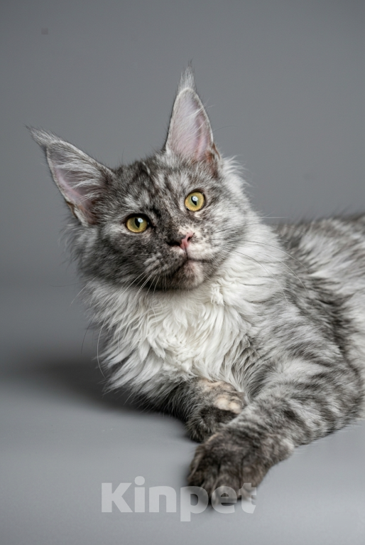 Кошки в Москве: Мистическая красавица мейн-кун: крупные лапы, кисточки и золотой характер! Девочка, 35 000 руб. - фото 4