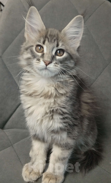 Кошки в Красноярске: Шикарная девочка Еврика Девочка, 40 000 руб. - фото 1