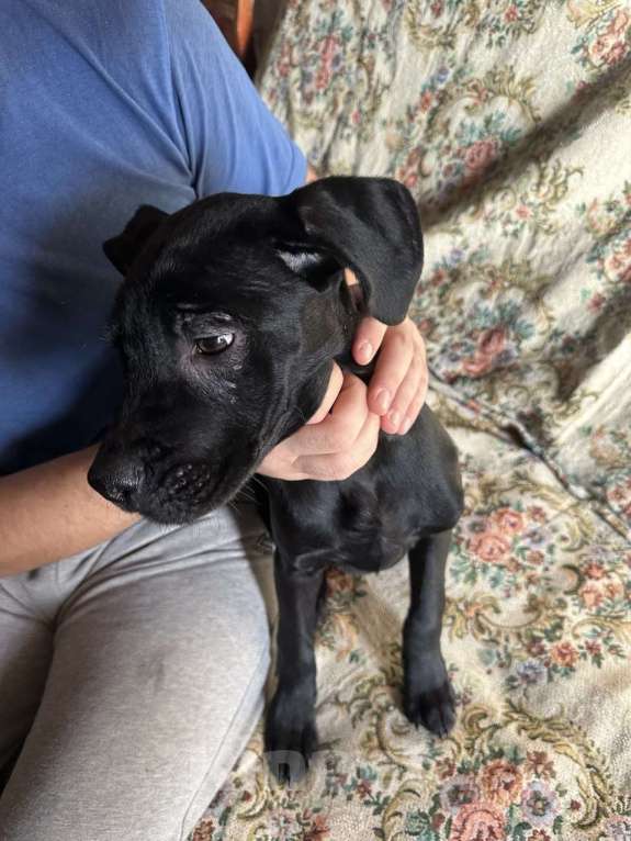 Собаки в Алуште: Щенки Кане Корсо Мальчик, 8 000 руб. - фото 2