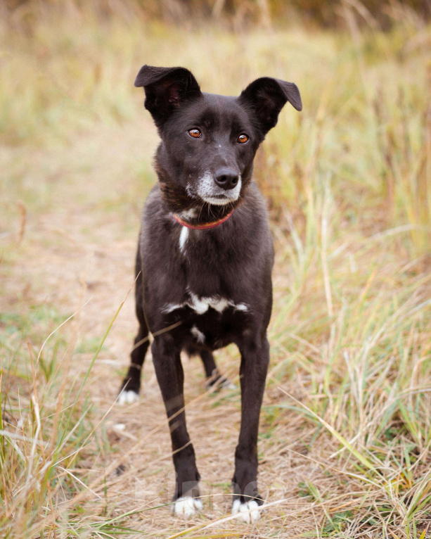 Собаки в Москве: Собака из приюта ищет дом Девочка, Бесплатно - фото 7