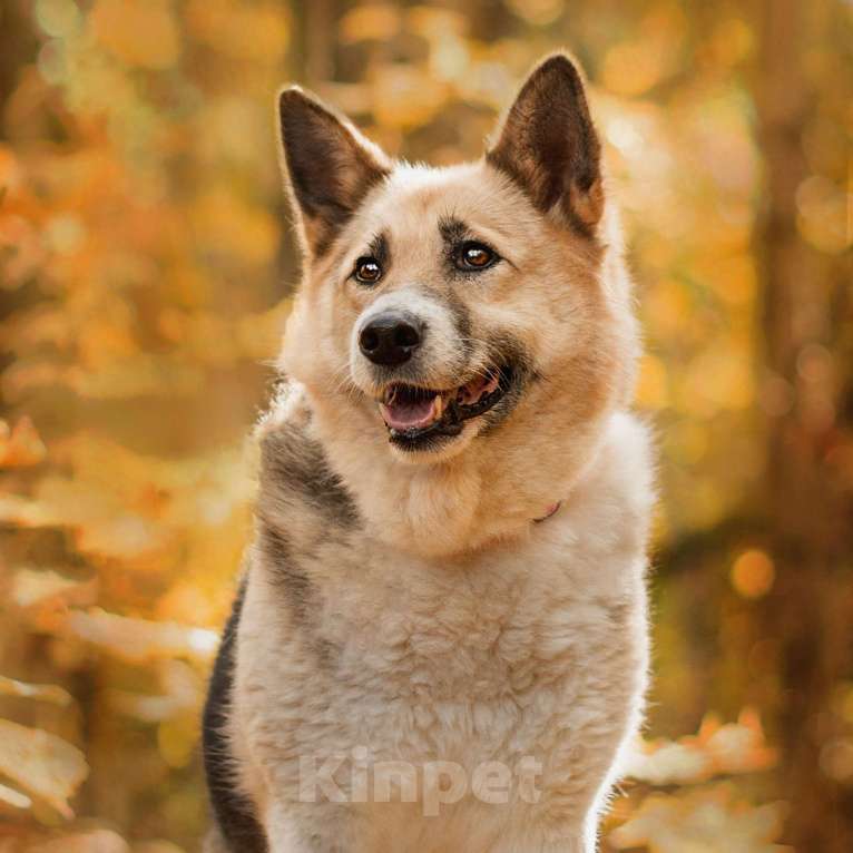 Собаки в Москве: Марбелья Девочка, Бесплатно - фото 4