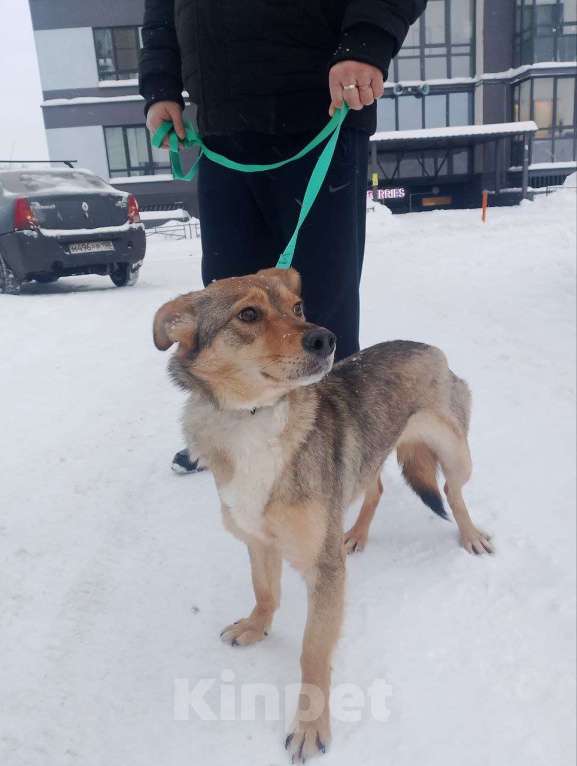 Собаки в Санкт-Петербурге: Небольшая домашняя собачка ищет дом Девочка, Бесплатно - фото 7