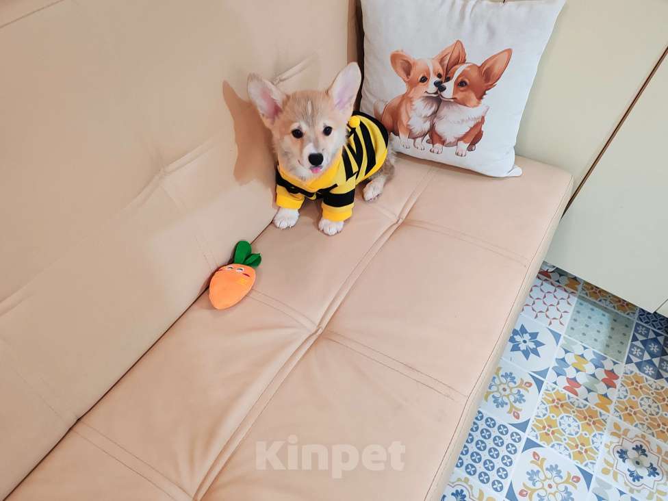 Собаки в Москве: Вельш корги пемброк щенки Разнополые, 30 000 руб. - фото 6