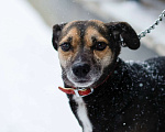 Собаки в Санкт-Петербурге: Маленькая хрупкая собачка ищет дом Девочка, Бесплатно - фото 6