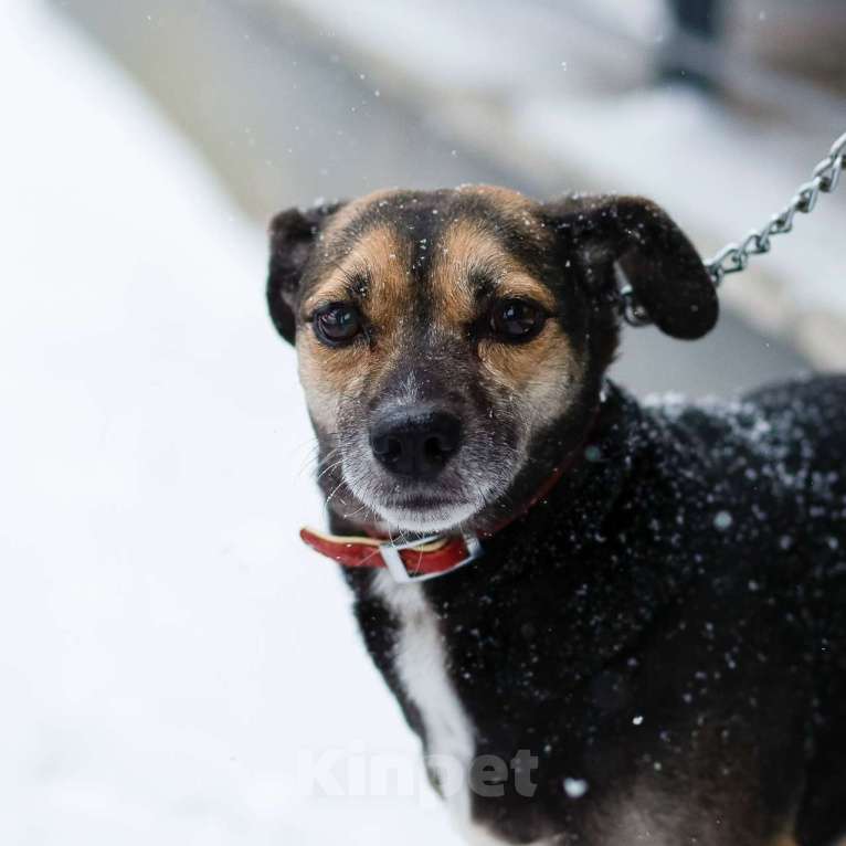Собаки в Санкт-Петербурге: Маленькая хрупкая собачка ищет дом Девочка, Бесплатно - фото 6