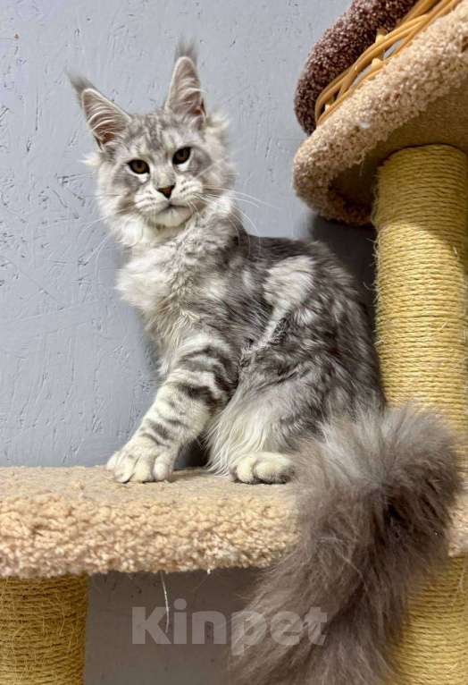 Кошки в Москве: Мальчик голубой серебряный мрамор (as22) Мальчик, 80 000 руб. - фото 4