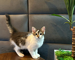 Кошки в Москве: Шурик котенок Мальчик, Бесплатно - фото 3