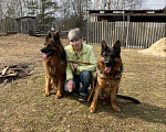 Собаки в Чехове: Черные и чепрачные кобели для вязки, Бесплатно - фото 1