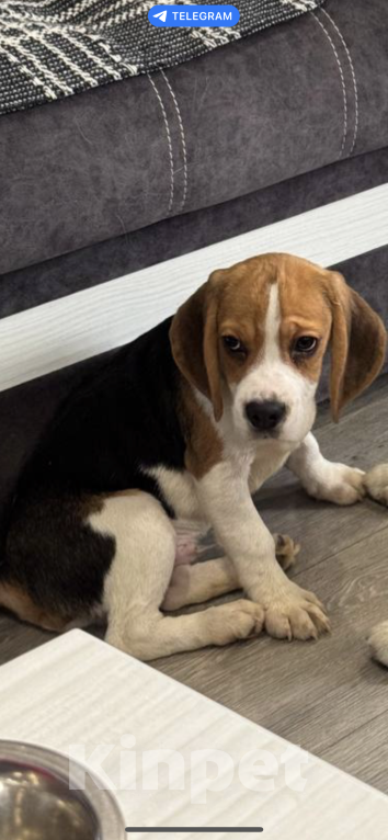 Собаки в Струнино: Бигль щенок  Мальчик, 40 000 руб. - фото 4