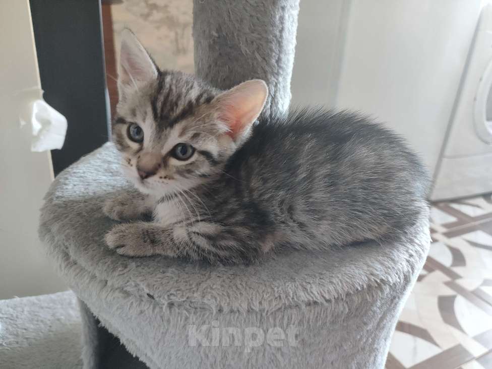 Кошки в Зеленограде: Котёнок в добрые руки Мальчик, 1 руб. - фото 3