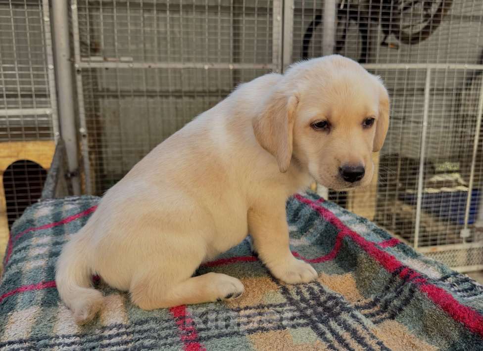 Собаки в Краснодаре: Щенок лабрадора палевый  Девочка, 25 000 руб. - фото 3