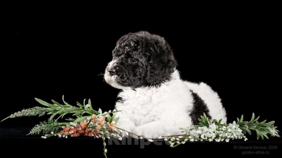 Собаки в других городах Ярославской области: Щенки испанской водяной собаки! Разнополые, 200 000 руб. - фото 2