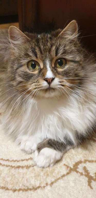 Кошки в Москве: Очень ласковая и красивая кошечка Девочка, Бесплатно - фото 4