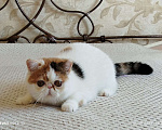 Кошки в Новосибирске: Экзотическая короткошерстная кошка Девочка, 35 000 руб. - фото 2