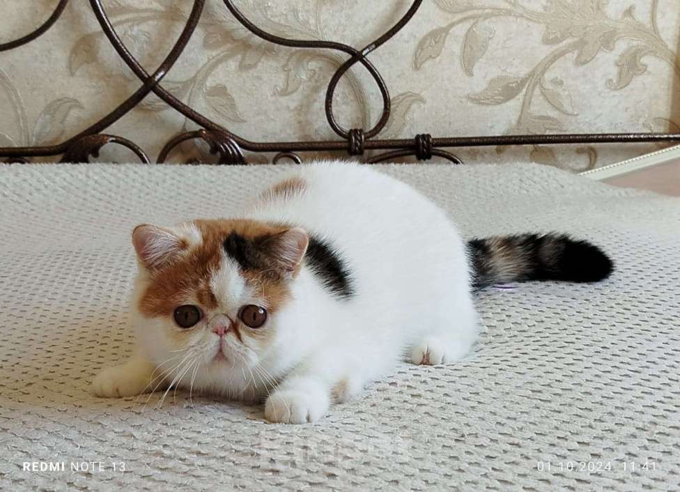 Кошки в Новосибирске: Экзотическая короткошерстная кошка Девочка, 35 000 руб. - фото 2