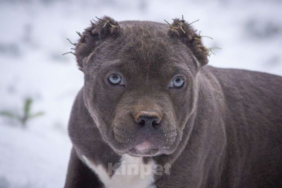 Собаки в других городах Московской области: Американский булли Мальчик, 130 000 руб. - фото 8