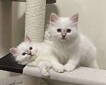 Кошки в Москве: Абиба бирманский котенок девочка Девочка, Бесплатно - фото 6