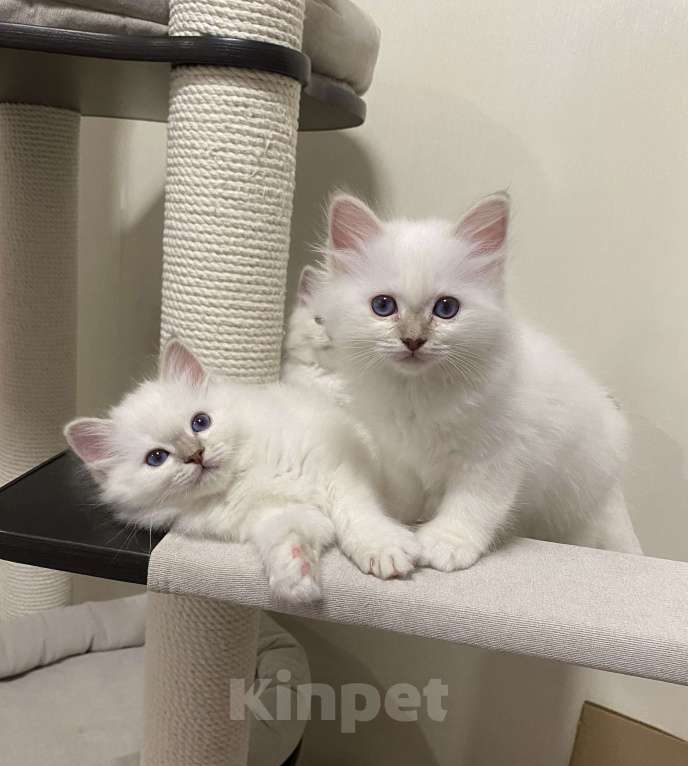 Кошки в Москве: Абиба бирманский котенок девочка Девочка, Бесплатно - фото 6