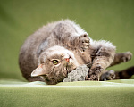 Кошки в Клине: Милош - замурчательный котейка! Мальчик, Бесплатно - фото 1