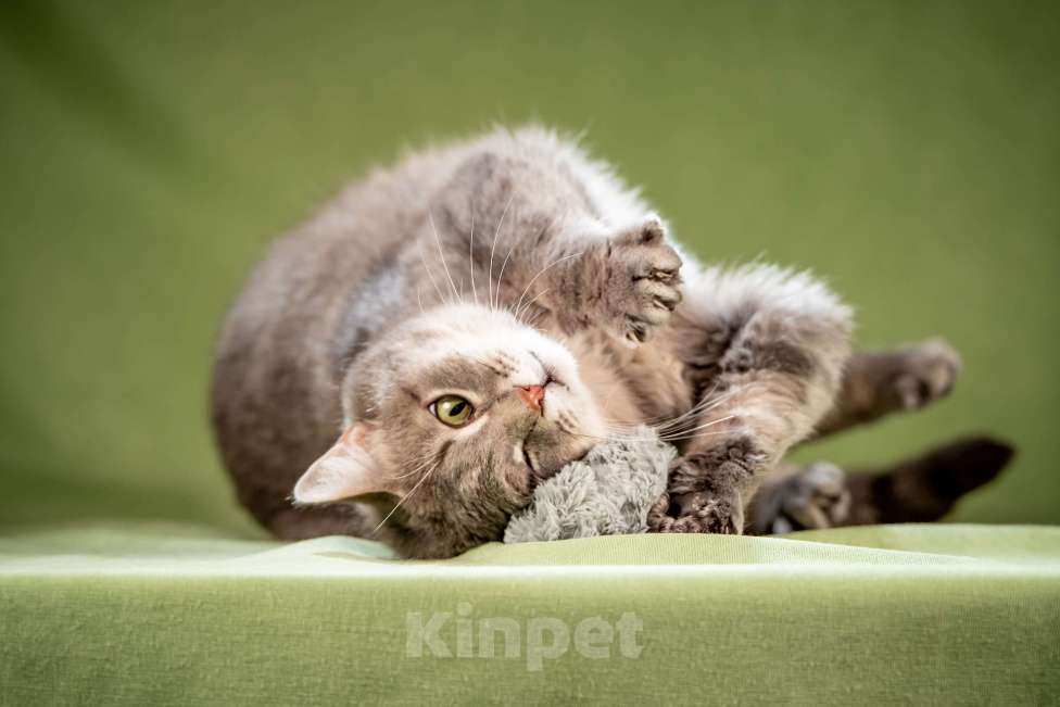 Кошки в Клине: Милош - замурчательный котейка! Мальчик, Бесплатно - фото 1