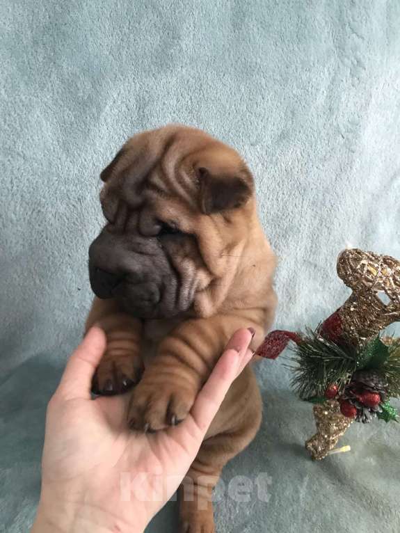 Собаки в Москве: Продаются высокопородные щенки Шарпея  Девочка, Бесплатно - фото 1