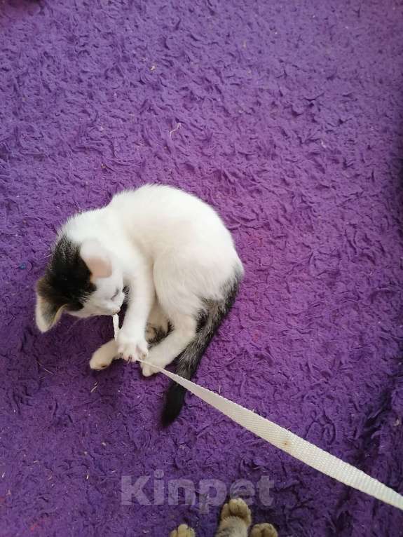 Кошки в Томске: Нежная прелестная белянка Девочка, 10 руб. - фото 5