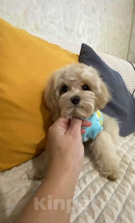 Собаки в Москве: малыш Мальтипу F1 Мальчик, 100 000 руб. - фото 8