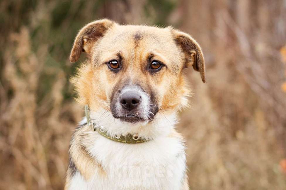 Собаки в Москве: Добрый и общительный Перчик ищет дом Мальчик, Бесплатно - фото 7
