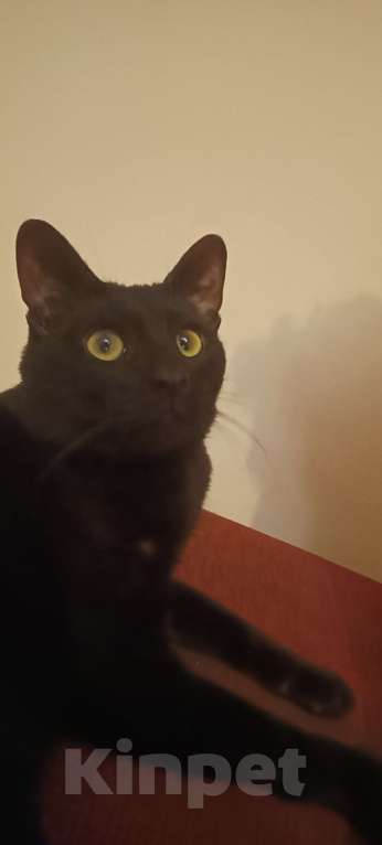 Кошки в Волгограде: Ищу коту новый дом Мальчик, Бесплатно - фото 5