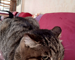 Кошки в Улане-Удэ: ПРОПАЛА САМАЯ ЛЮБИМАЯ КОШКА НА СВЕТЕ! Девочка, 1 000 руб. - фото 6