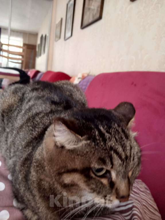 Кошки в Улане-Удэ: ПРОПАЛА САМАЯ ЛЮБИМАЯ КОШКА НА СВЕТЕ! Девочка, 1 000 руб. - фото 6