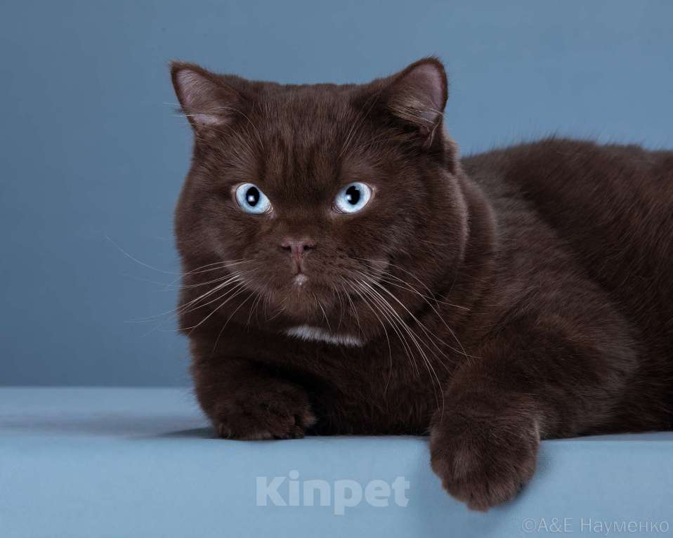 Кошки в Одинцово: Британские кошки Мальчик, 70 000 руб. - фото 4