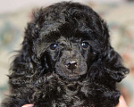 Собаки в Москве: Пудель миниатюрный (той)  щенок черного окраса Мальчик, 100 000 руб. - фото 1