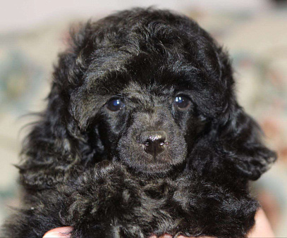 Объявление: Пудель миниатюрный (той)  щенок черного окраса, 100 000 руб., Москва
