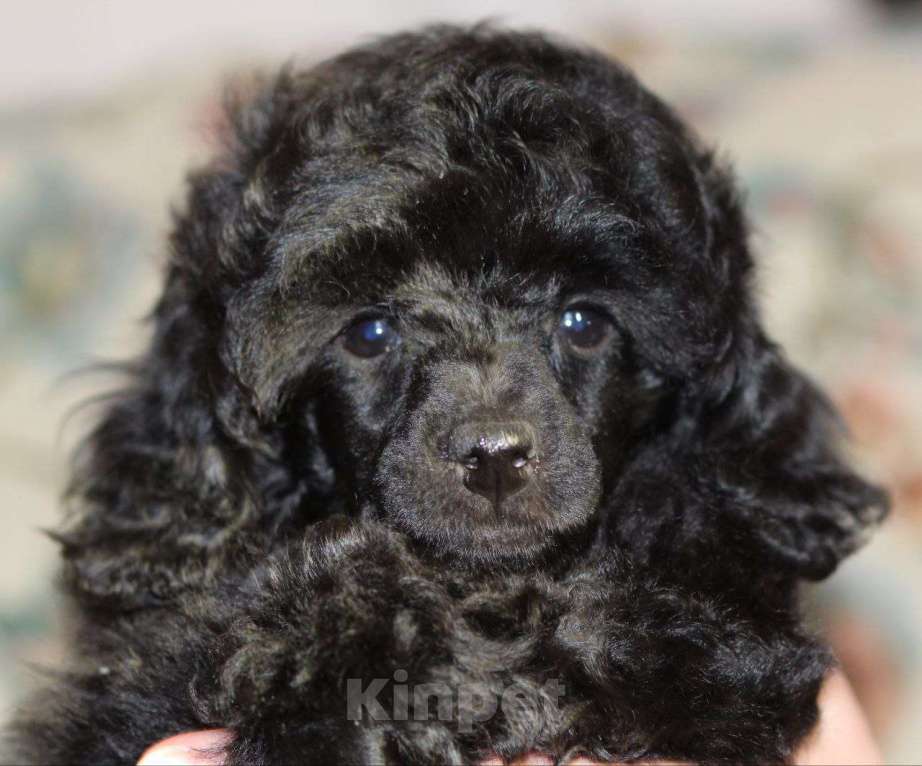 Собаки в Москве: Пудель миниатюрный (той)  щенок черного окраса Мальчик, 100 000 руб. - фото 1