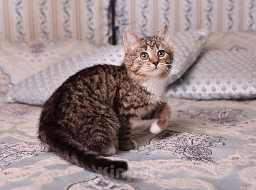 Кошки в Москве: Полосатый котенок Малинка в добрые руки Девочка, Бесплатно - фото 3