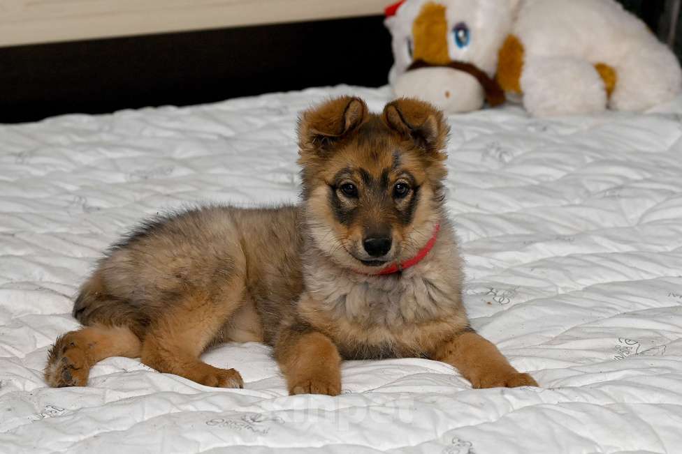 Собаки в других городах Московской области: Ищет добрую семью Элегия. 4 мес. Девочка, 1 000 руб. - фото 4