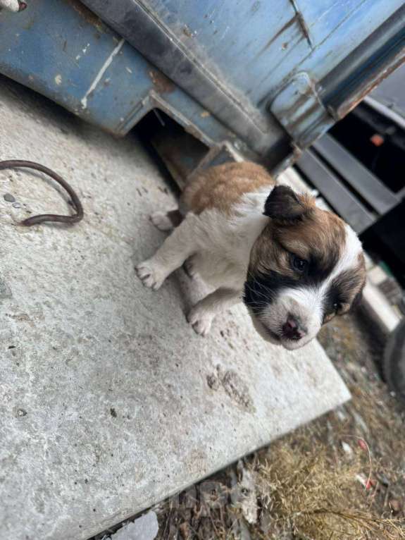 Собаки в других городах Ростовской области: Щенки Девочка, Бесплатно - фото 5