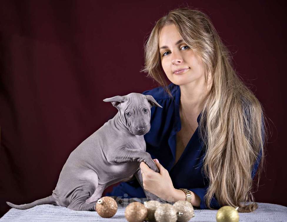 Собаки в других городах Московской области: Щенок Тайского Риджбека Девочка, 150 000 руб. - фото 3