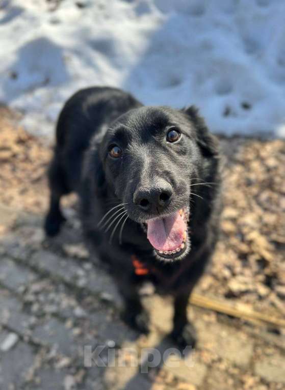 Собаки в Москве: Роскошная Шерон ищет дом Девочка, Бесплатно - фото 7