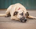 Собаки в Москве: Кремовая нежность Буч Мальчик, Бесплатно - фото 1