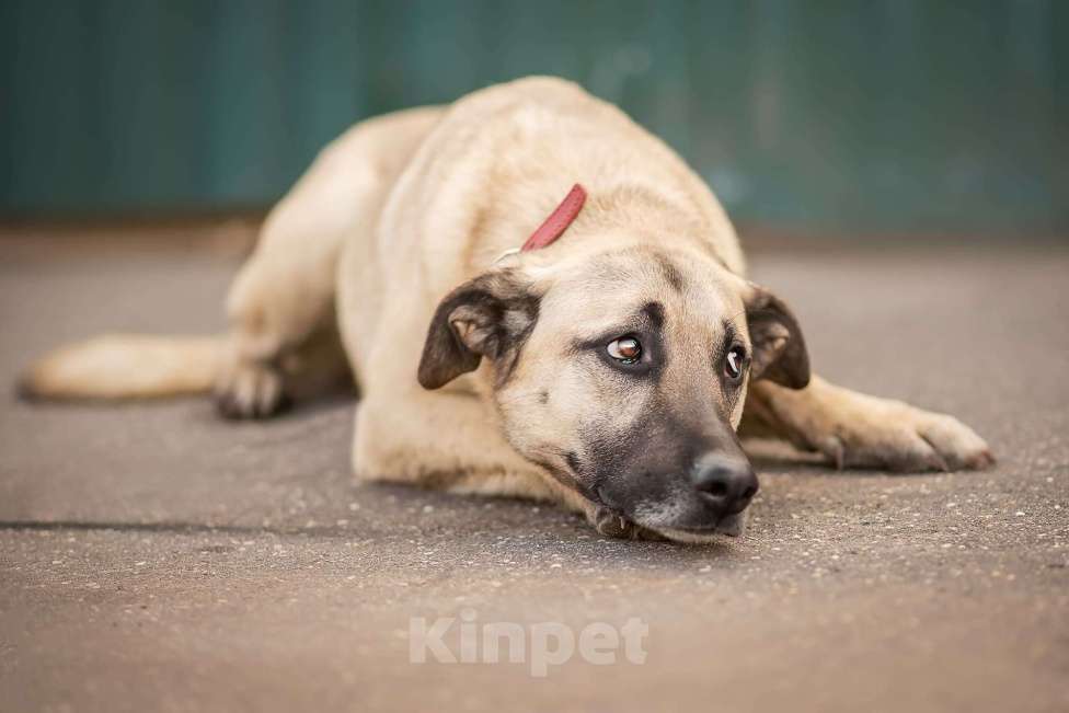 Собаки в Москве: Кремовая нежность Буч Мальчик, Бесплатно - фото 1