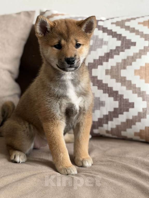Собаки в Севастополе: Сиба-ину щенок девочка Девочка, 60 000 руб. - фото 3