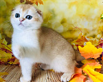 Кошки в Санкт-Петербурге: Замечательный мальчишка Мальчик, 50 000 руб. - фото 1